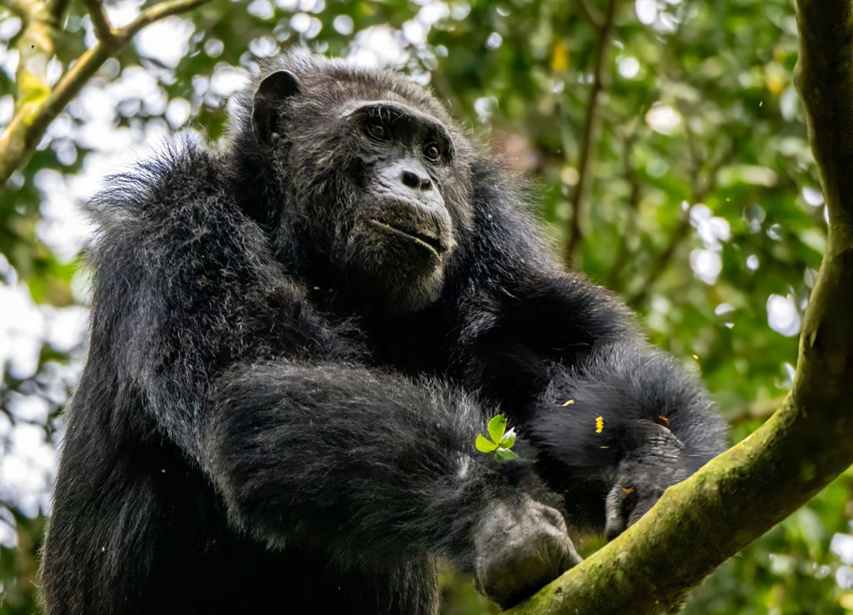 Kyambura Gorge Chimpanzee Tracking
